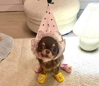 Chihuahua