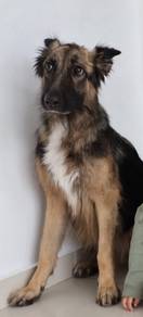2-year-old female German Shepherd