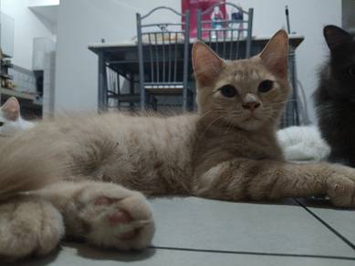 re-home cat with fees