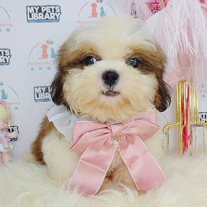 Shih tzu