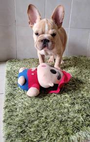 french bulldog