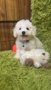 White Color Male Tiny Poodle Puppy