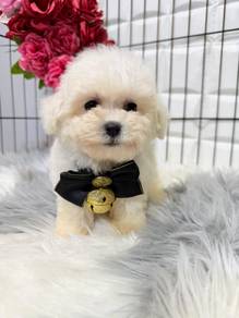 PPQ123 Bichon X Poodle adorable cute puppy