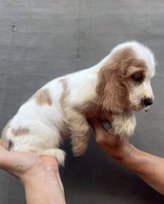 ENGLISH COCKER SPANIEL PUPPIES C131 🌻 Male-Female