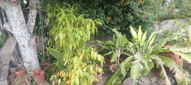 Let Go Pokok Hiasan