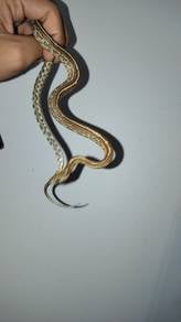 caramel tessera het ultramel (female) 