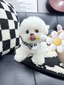 Mini Bichon -Boy 