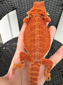 Bearded dragon