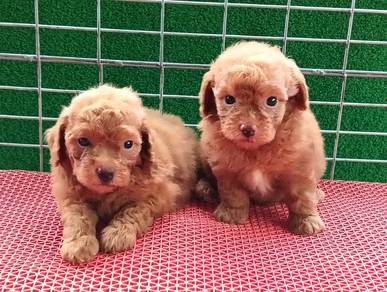 Toy poodle puppies
