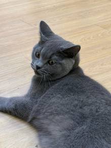 British Short Hair Cat