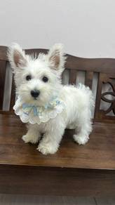 Nishikochi Man Westiewest highland terrier Male