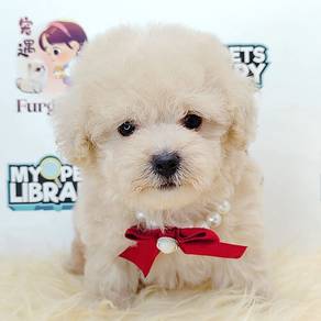 Poodle