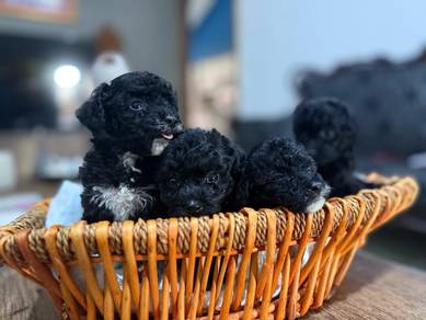 poodle puppies 010