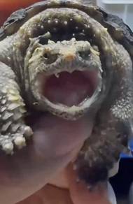 High Grade Florida Snapping Turtle (FST) Godzilla