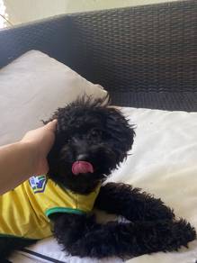 Toy poodle