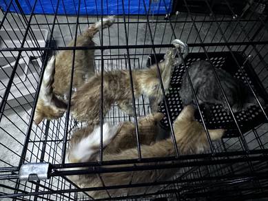 anak kucing/ kitten dan ibu kucing
