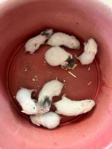 hamster syrian