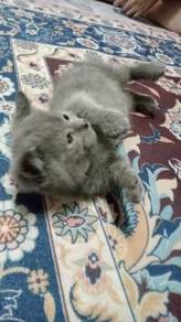 bsh female 3 bulan 