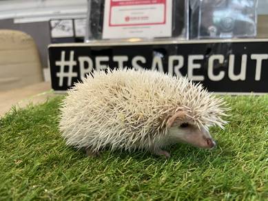 Hedgehog 🦔
