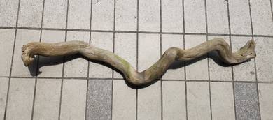 Interesting medium long Curving Root Driftwood Fre