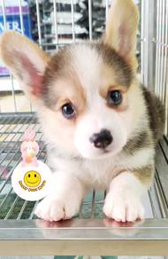 hh-12299 Welsh Corgi Tri color pretty puppies