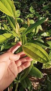 daun banea