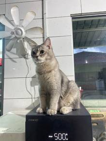 Female On Heat (area berdekatan kalau boleh)