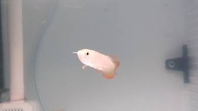 Malaysia Golden Blue Base Arowana 