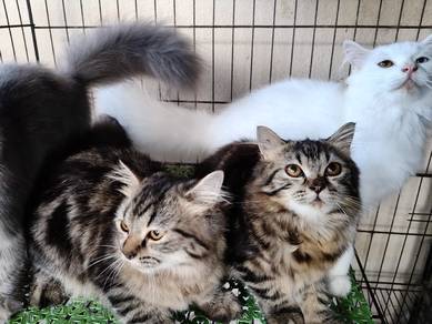 HANDSOME & BEAUTIFUL PERSIAN cat