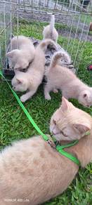 Pure BSH Cream for sale(kitten)
