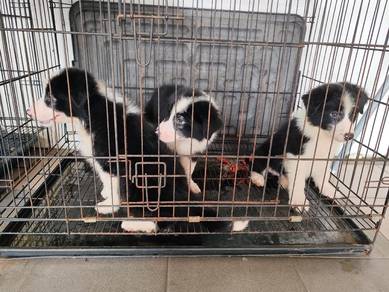 Border collies