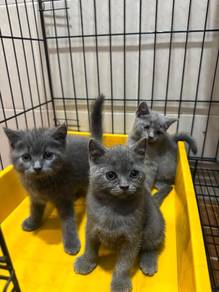 BSH Kittens