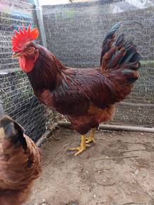 Ayam Jantan Red Island Rhode