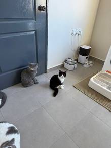 Bsh bicolor black