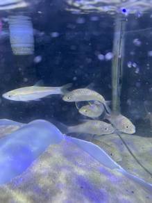 anak ikan tengas