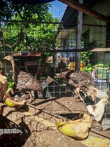 Anak Belanda / Turkey
