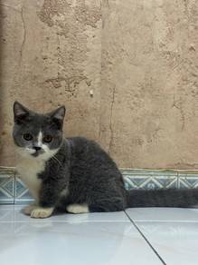 Supershort Munchkin
