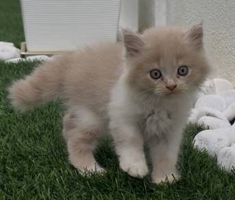 kitten parsian semiflat face
