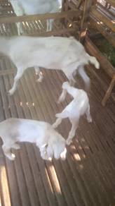 anak kambing