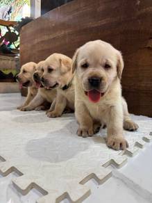 cream labrador Retriever 