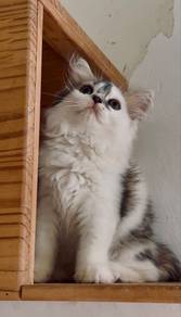munchkin non standard