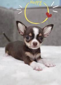 CHIHUAHUA PUPPIES CH272🌷 Head Apple Female