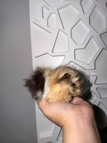 Guineapig Abyssinian Boar | Bukan Hamster