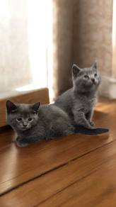 British shorthair male