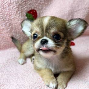 apple head Chihuahua 