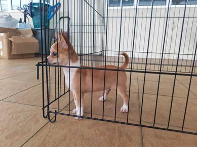 Offer! 3 months Chihuahua puppy 2810A
