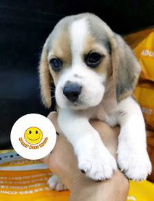 QQ3055 Beagle 2 months old puppies