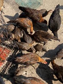 anak ayam hutan