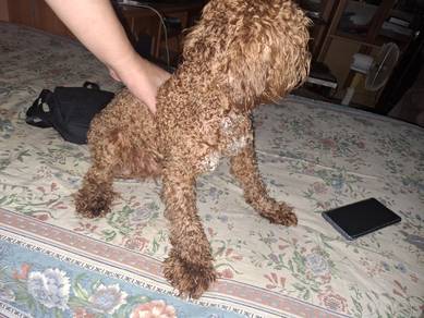 miniature poodle
