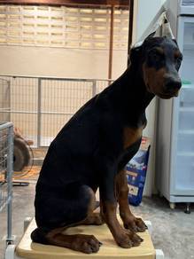 Doberman德系杜宾